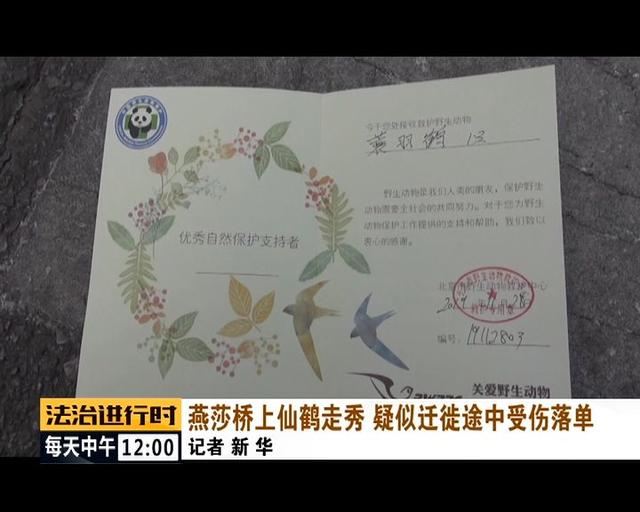 #中国青年网#北京街头惊现“仙鹤”，司机纷纷避让，已得到民警救助