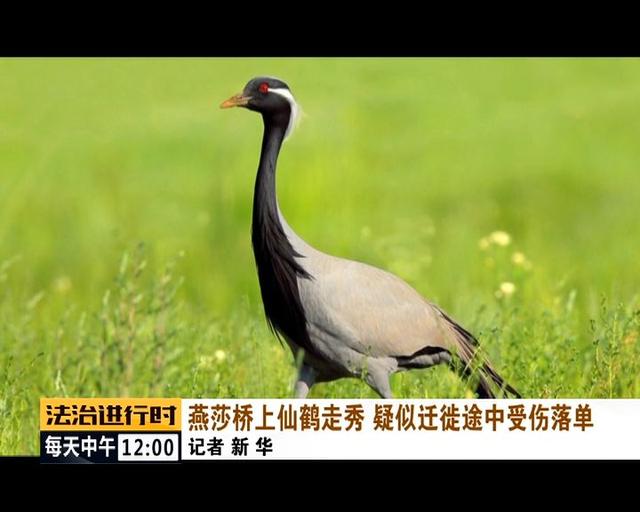 #中国青年网#北京街头惊现“仙鹤”，司机纷纷避让，已得到民警救助