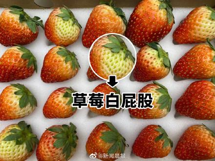 [光明网]买草莓潜规则一斤草莓半斤白屁股，网友吐槽：每吃一颗亏1元
