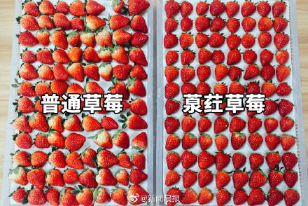 [光明网]买草莓潜规则一斤草莓半斤白屁股，网友吐槽：每吃一颗亏1元