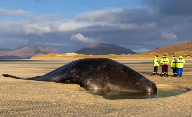 [中国青年网]苏格兰一鲸鱼死时肚子里装有100公斤“垃圾球”