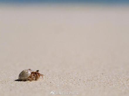 「光明网」塑料正在杀死寄居蟹：这两个岛屿已有超50万只死亡