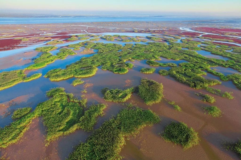 行走中国|黄河三角洲"留鸟"多了(新华社)
