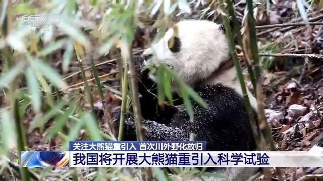 「央视新闻客户端」历史首次！三只大熊猫将在川外野化放归