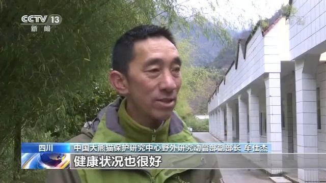 「央视新闻客户端」历史首次！三只大熊猫将在川外野化放归
