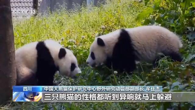 「央视新闻客户端」历史首次！三只大熊猫将在川外野化放归
