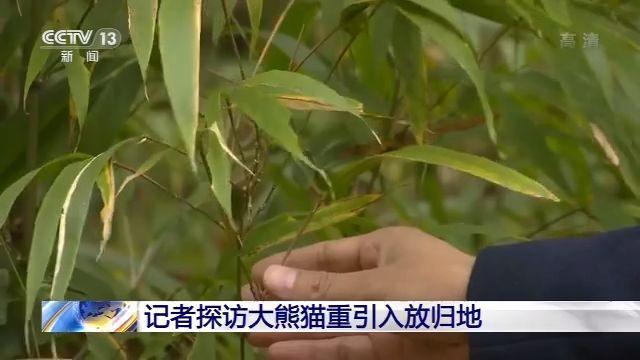 「央视新闻客户端」历史首次！三只大熊猫将在川外野化放归