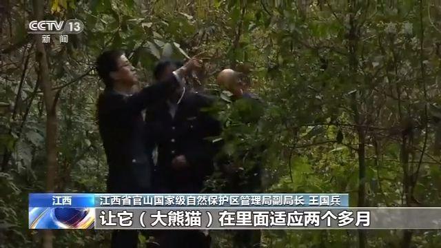 「央视新闻客户端」历史首次！三只大熊猫将在川外野化放归