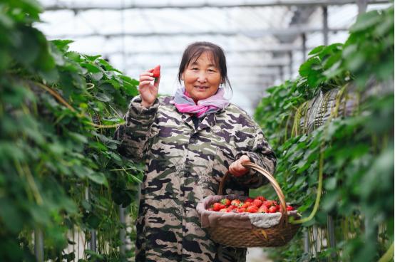 「中国青年网」订单农业让水果供应链更短：阿里在家门口的种草莓，这口新鲜不隔夜