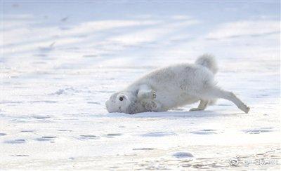 #光明网#环城水系有只快乐的小白狐