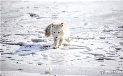 #光明网#环城水系有只快乐的小白狐