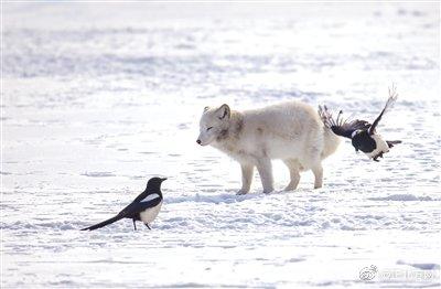 #光明网#环城水系有只快乐的小白狐