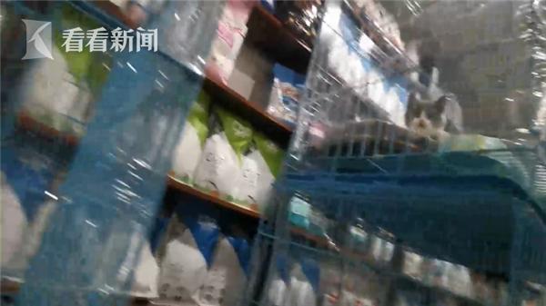 「中国经济网」高价买回宠物猫4天就死了 商家却这样解释……