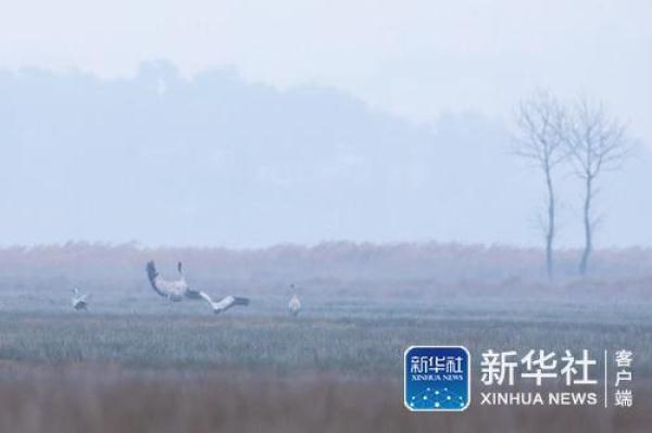 「光明网」冬日鹤影