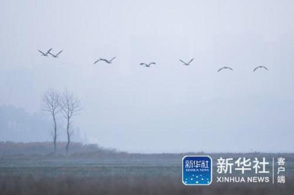 「光明网」冬日鹤影