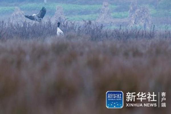 「光明网」冬日鹤影