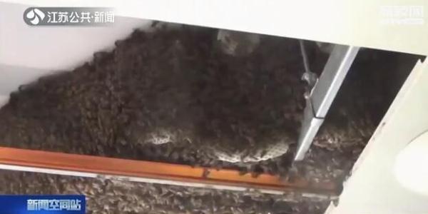 光明网：大如澡盆！“巨无霸”蜂窝竟然藏在厨房吊顶里