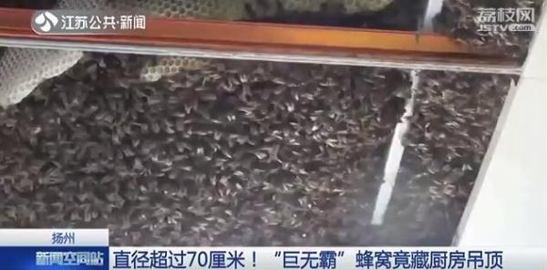 光明网：大如澡盆！“巨无霸”蜂窝竟然藏在厨房吊顶里
