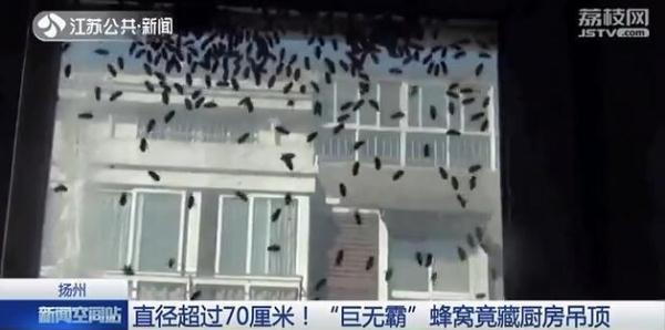 光明网：大如澡盆！“巨无霸”蜂窝竟然藏在厨房吊顶里