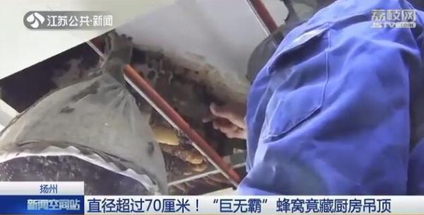 光明网：大如澡盆！“巨无霸”蜂窝竟然藏在厨房吊顶里