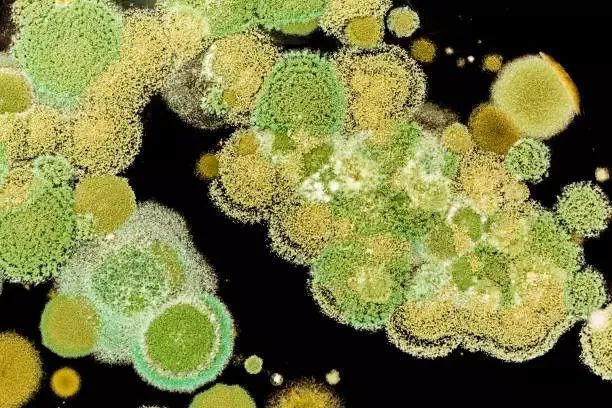 「中国网」健康 | 食物烂了一点还能不能吃？这4类真不能吃，伤肝伤肾