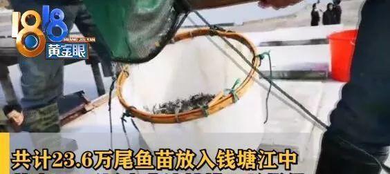 #光明网#电鱼被抓！今天买了数万鱼苗，补偿钱塘江
