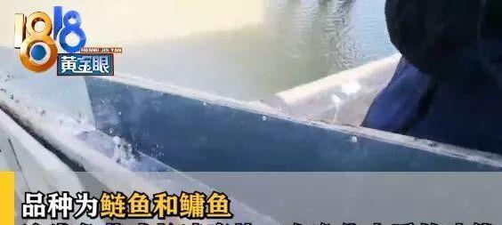 #光明网#电鱼被抓！今天买了数万鱼苗，补偿钱塘江