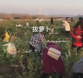 「中国之声」根本拦不住！几千人冲进田里抢光100多万斤萝卜，竟因一句谣言？