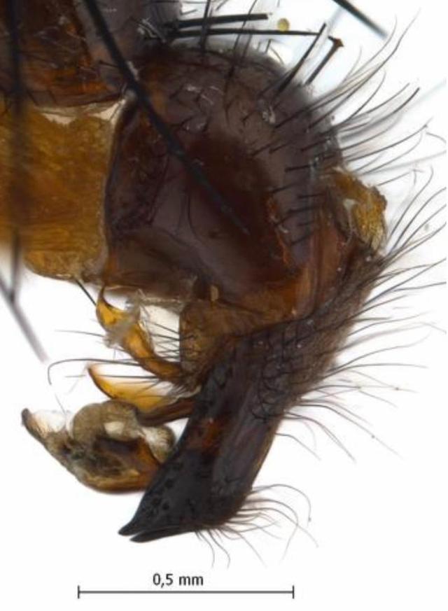 囡欧麻蝇细节图(来自外网网站)上海海关介绍,周边国家一些病媒生物性