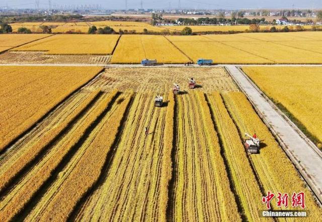 「中国新闻网」经济观察：中国粮食产量创纪录 解题“布朗之问”