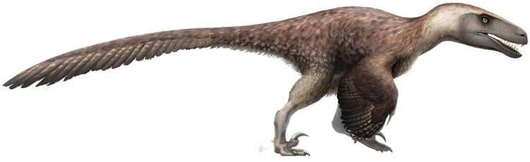 恐龙实雷龙足迹造迹者为中型肉食恐龙恐爪龙类足迹在世界上的发现较少