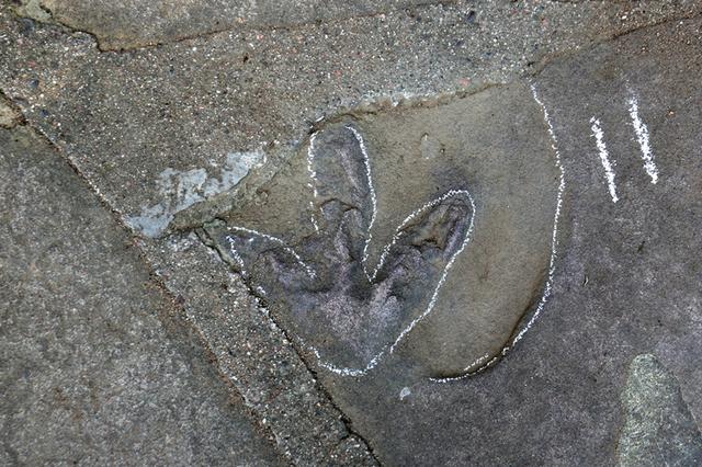 [河北新闻网]承德避暑山庄曾是真正的“侏罗纪公园”？真相来了