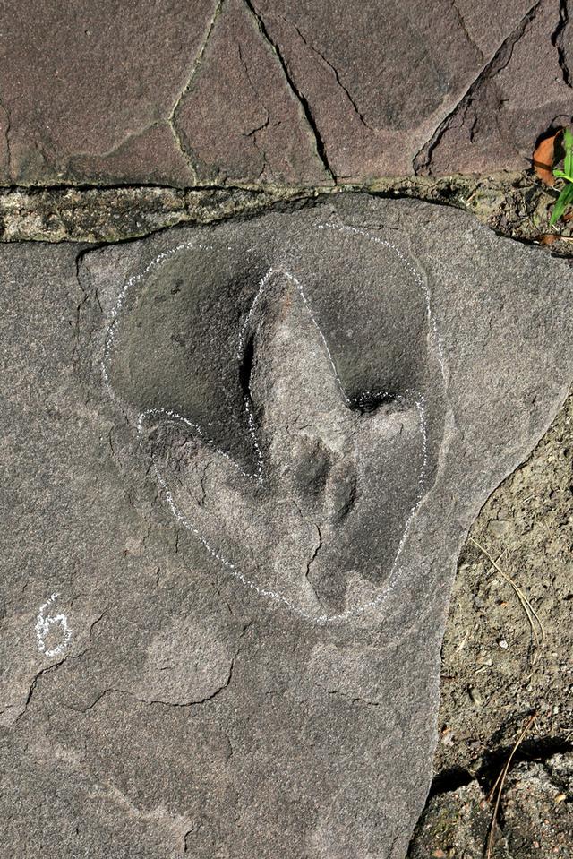 [河北新闻网]承德避暑山庄曾是真正的“侏罗纪公园”？真相来了