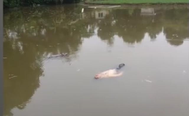 新京报：看完2019迷惑行为大赏，“我太难了”得到了一丝纾解