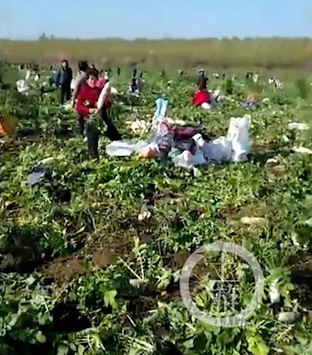 [上游新闻]夜读｜“萝卜不要钱”谣言疯传 农户上百万斤萝卜被数千人拔光｜爸爸陪娃写作业，妈妈玩手机…最后，爸爸坐牢了