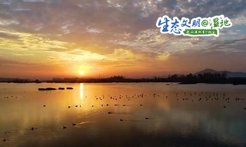 [新闻晨报]群鸟齐舞美如画，这里是候鸟越冬乐园