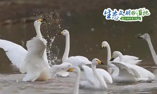 [新闻晨报]群鸟齐舞美如画，这里是候鸟越冬乐园