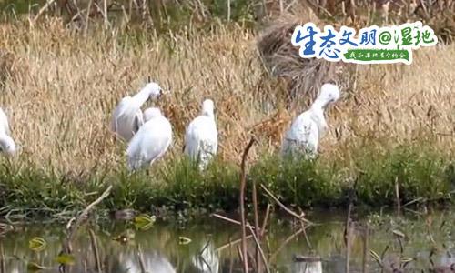 [新闻晨报]群鸟齐舞美如画，这里是候鸟越冬乐园