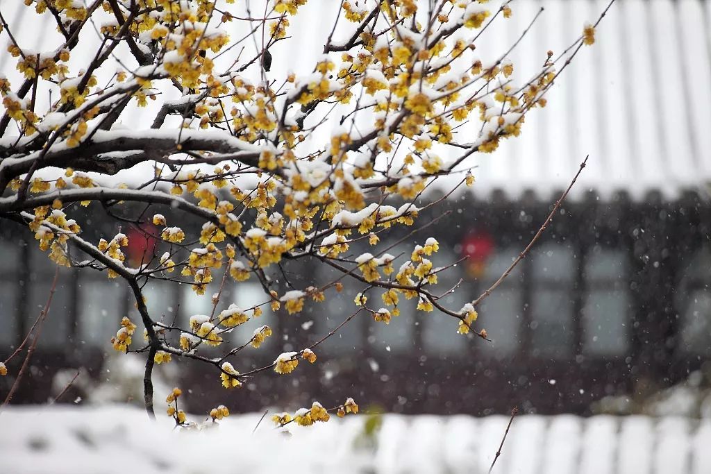 [央视一套]夜话丨大雪：雨雪霏霏，抵不过心中温暖……