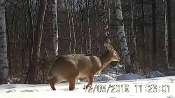 「澎湃新闻」新发现：东北虎豹国家公园首次记录到珍稀物种獐