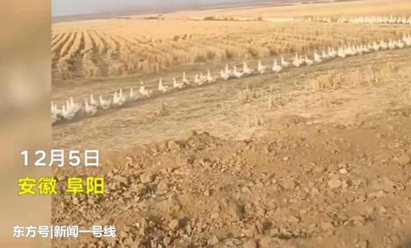 【光明网】千米长大鹅方阵排队过马路 汽车等15分钟未过去