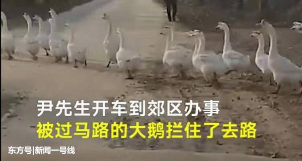 【光明网】千米长大鹅方阵排队过马路 汽车等15分钟未过去