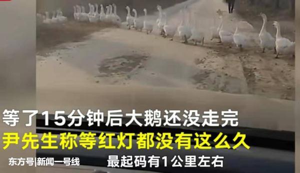 【光明网】千米长大鹅方阵排队过马路 汽车等15分钟未过去