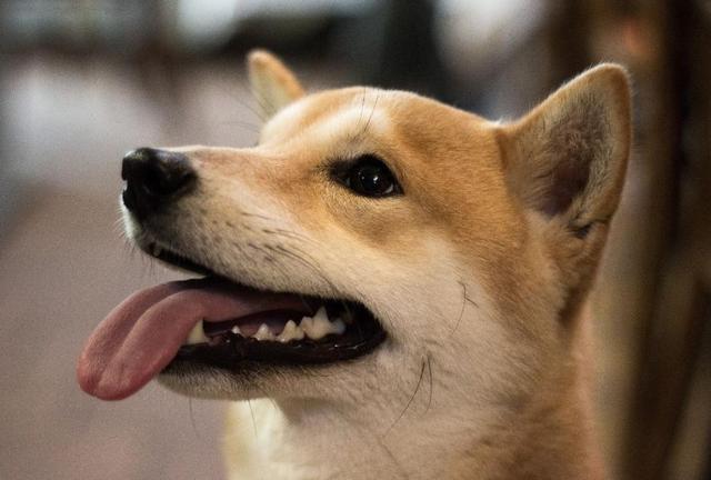 「中国青年网」姑娘买柴犬“宠”男友：替我陪伴你！结果100万被对方掏空