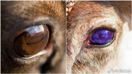 光明网■北极驯鹿的眼睛会随季节而变色，夏季金黄色，冬季深蓝色
