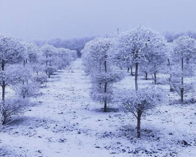 「北京日报客户端」北京局地今又落雪，丰台大兴通州被＂银装＂裹成了这样子