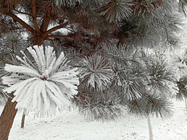 「北京日报客户端」北京局地今又落雪，丰台大兴通州被＂银装＂裹成了这样子