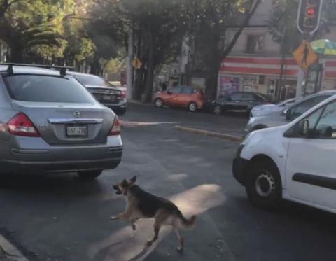 [海外网]墨西哥痴心忠犬当街遭遗弃 尾随主人汽车紧追不舍