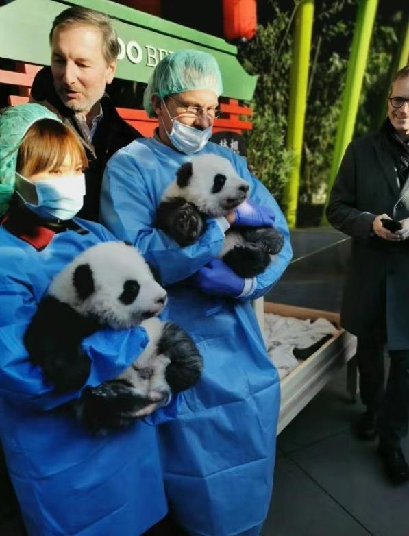 「环球网」“梦想”和“梦圆”柏林动物园为新生大熊猫双胞胎命名
