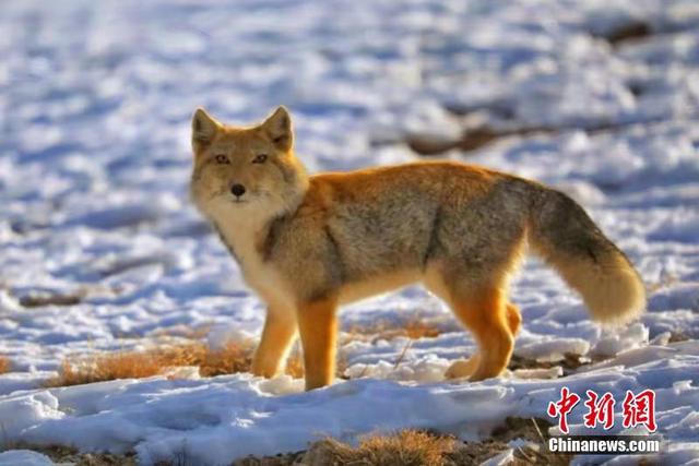[中国日报网]冬日野生动物频现祁连山：狐狸呆萌 猎隼翱翔